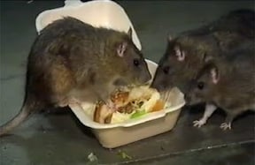 mice eating hamburger in a to-go box