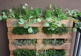 vertical gardening with pallets